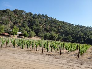 Vineyard at Old Creek